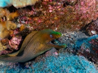 DSC_7432cor