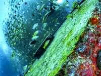 image00010cor-copie