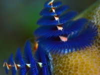 JSB_2334