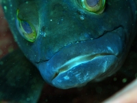 JSB_2566