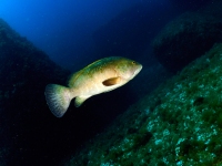 JSB_5599