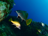 JSB_5616