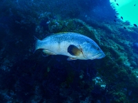 1_image00001cor-copie