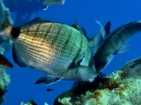 C-_Users_olivier_Downloads_wetransfer-84ebef_JSB_6170+cor