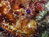 DSC_0005corREC-copie