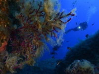 DSC_2120-cor