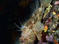 DSC_3104-cor