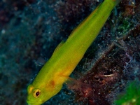 DSC_8104-cor