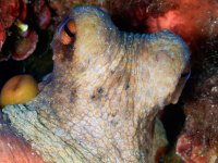JSB_1322+cor