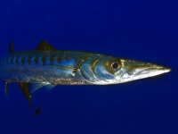 JSB_5691