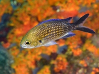 JSB_5743
