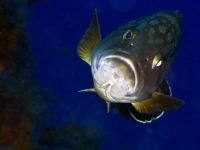 JSB_5744