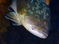 JSB_5745