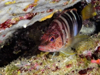 Jean-de-SAINT-VICTOR-3-Poisson-non-coupé-Avec-accentuation-cor