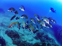 image00001cor1-copie