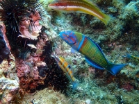 image00002cor-copie
