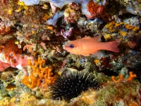 image00002cor1-copie