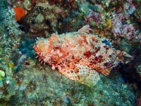 image00003cor1REC-copie