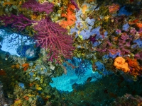 image00004cor1-copie