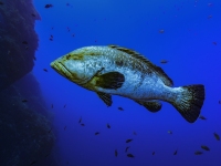 image00004corREC-copie