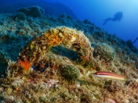 image00005cor1-copie