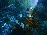 image00005corREC-copie