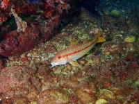 image00006cor1REC-copie