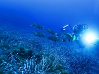 image00006corREC-copie