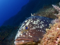 image00007cor1-copie