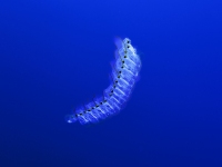 image00007corREC-copie