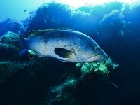 image00008cor-copie