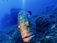 image00008cor1REC-copie