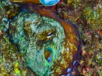 image00009cor1-copie