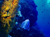 image00009corREC-2-copie