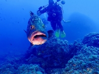 image00012cor1REC-copie