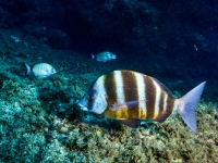 image00013cor1REC-copie