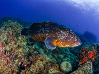 image00015cor1-copie