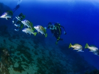 image00016cor1REC-copie