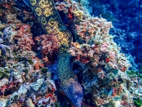 image00019cor1REC-copie