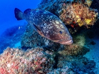 image00021cor1REC-copie