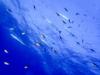 image00022cor1-copie