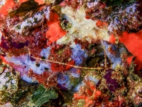 image00023cor1-copie