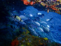 image00024cor1-copie