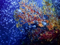 image00025cor1-copie