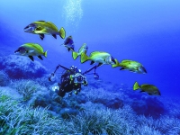 image00026cor1-copie