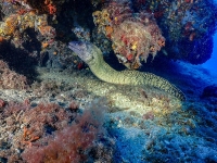 image00027cor1REC-copie