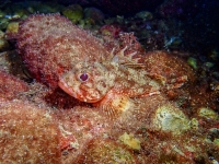 image00029cor1REC-copie