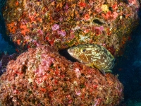 image00031cor1REC-copie