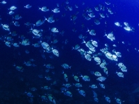 image00032cor1REC-copie