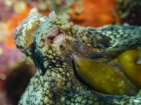 image00033cor1-copie